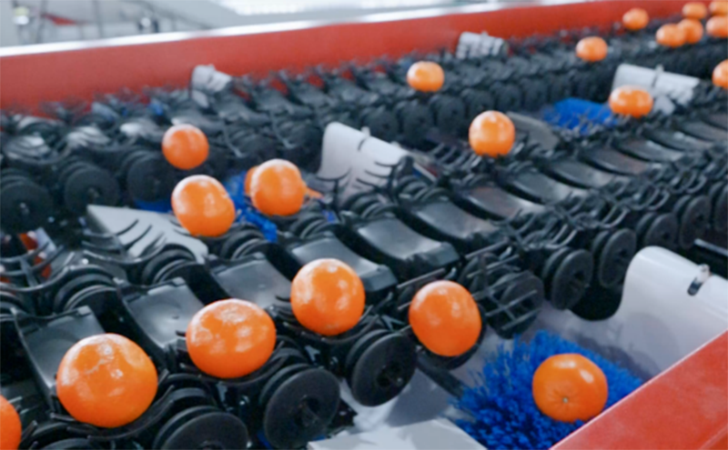 Citrus AI grading Citrus AI grading